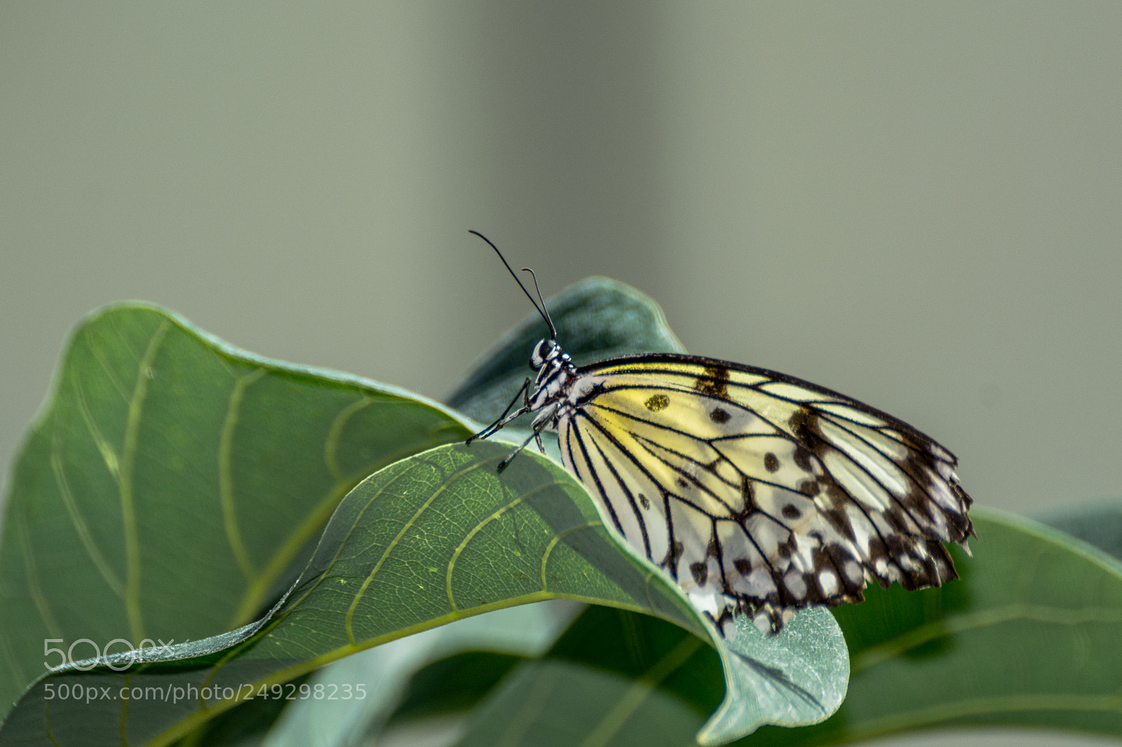 Nikon D7100 sample photo. Batterfly photography