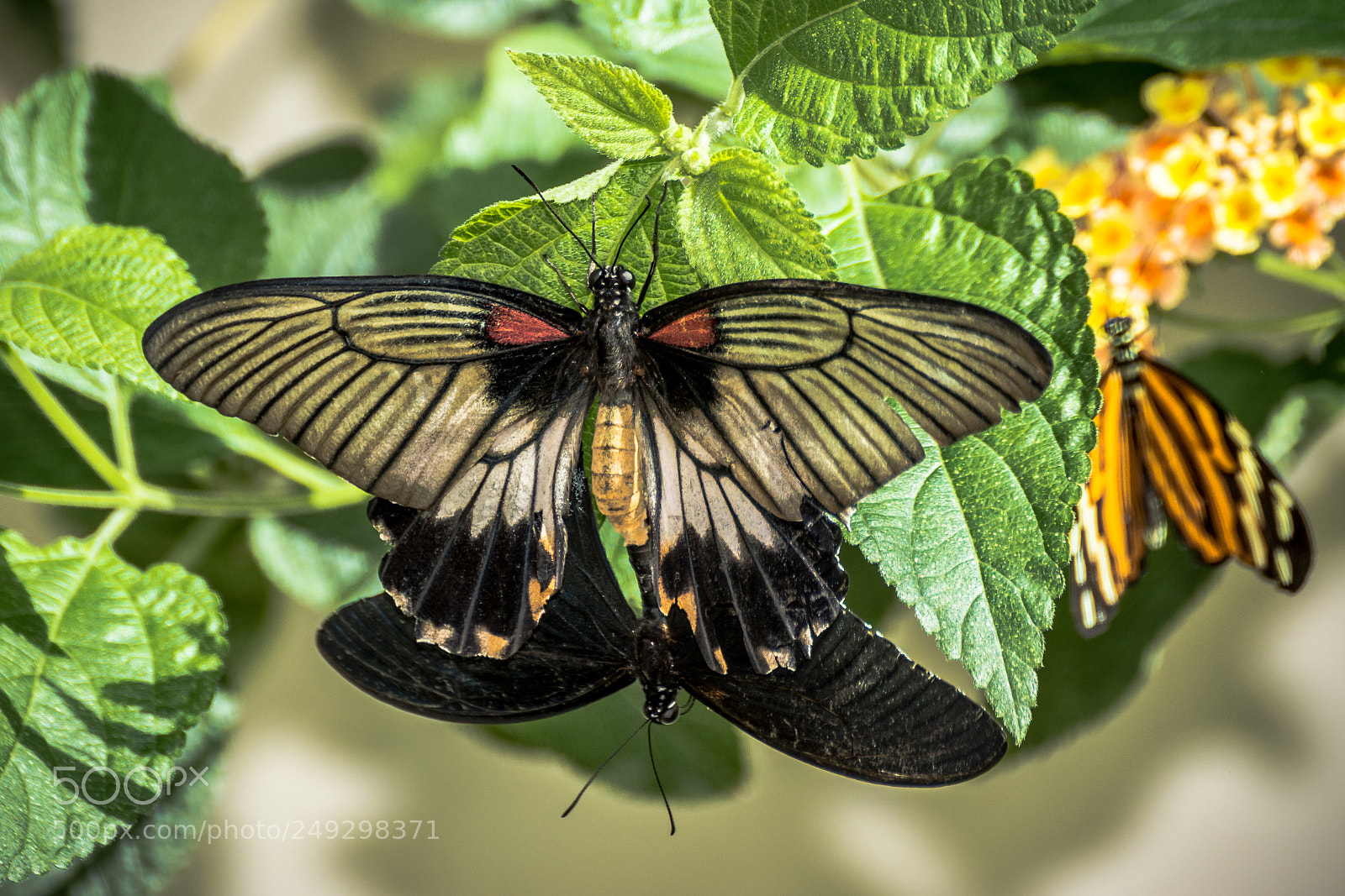 Nikon D7100 sample photo. Batterfly photography