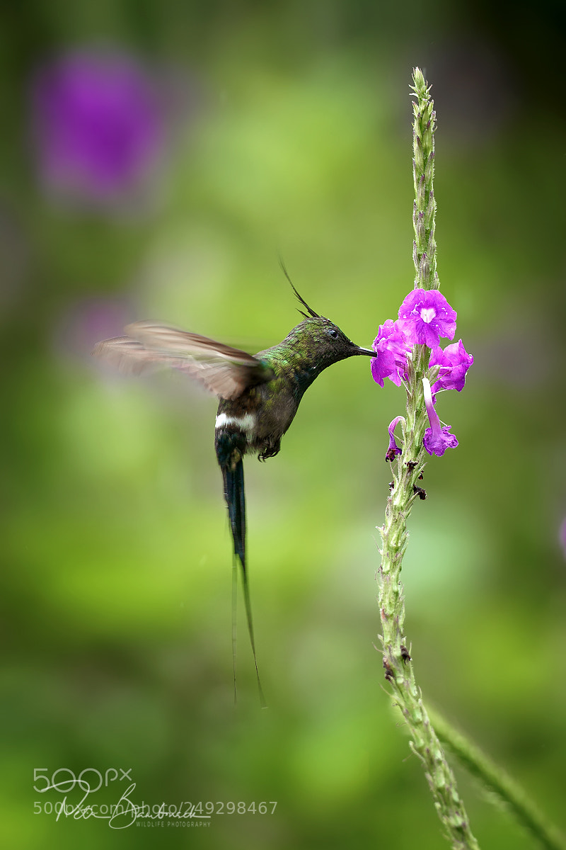 Olympus OM-D E-M1 Mark II sample photo. Wire-crested thorntail | ecuador photography