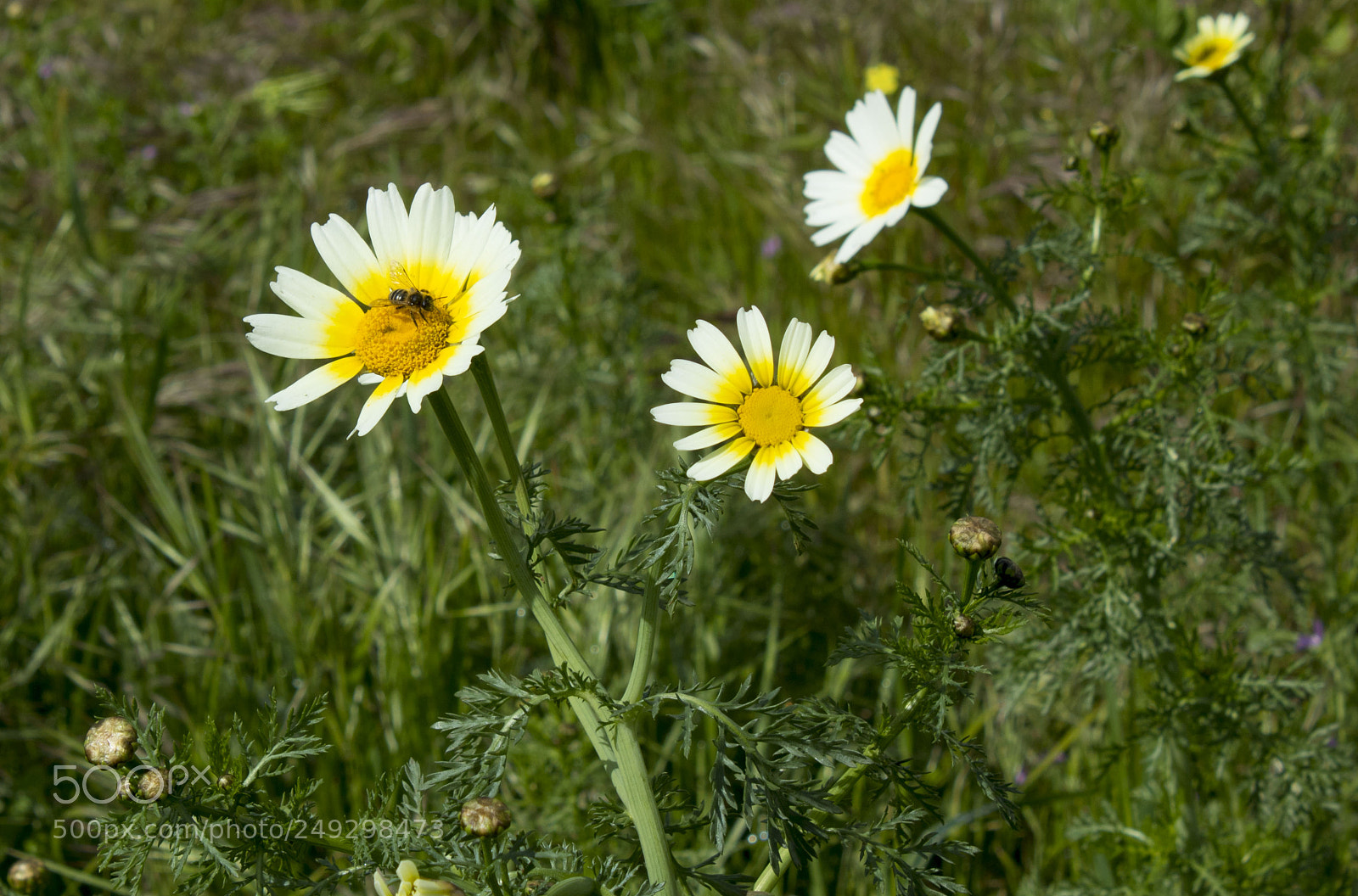 Canon EOS 750D (EOS Rebel T6i / EOS Kiss X8i) sample photo. Foto abeja photography