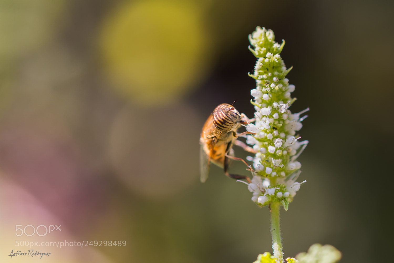 Nikon D7100 sample photo. Sirfido photography