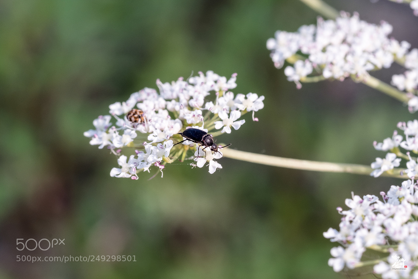 Fujifilm X-T2 sample photo. Bug's life photography