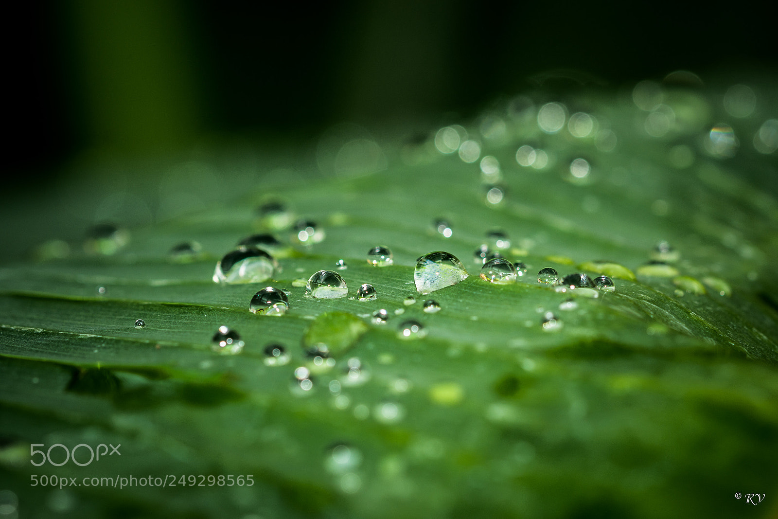 Nikon D7100 sample photo. Dew photography