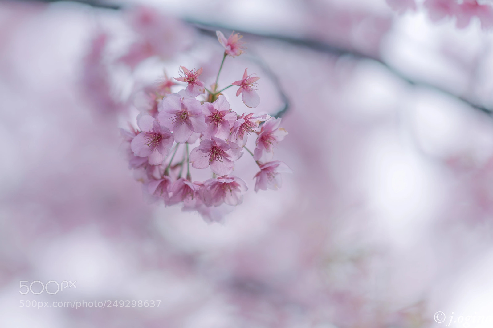 Sony a99 II sample photo. ＊＊＊ photography