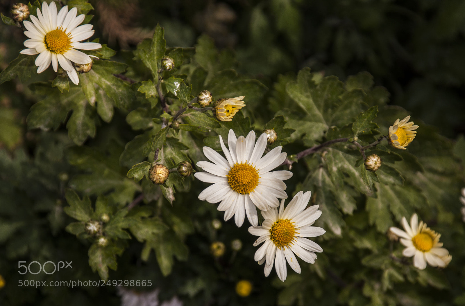 Canon EOS 40D sample photo. White petal photography