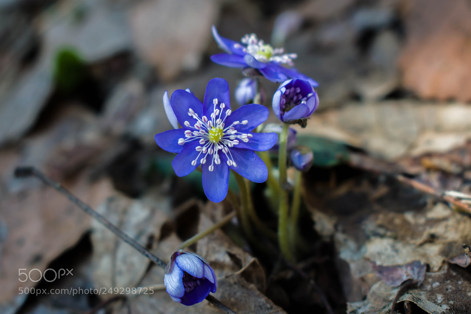 Nikon D5300 sample photo. Awakening photography