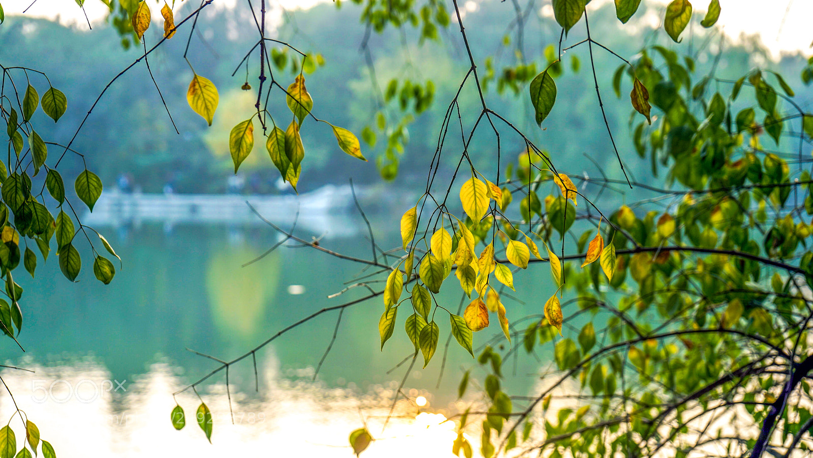 Sony a7 sample photo. Maack euonymus photography