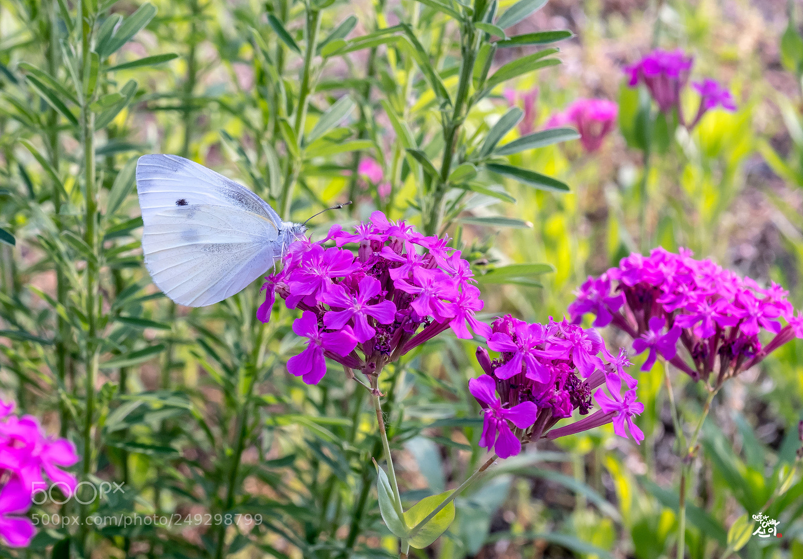 Fujifilm X-T2 sample photo. Butterfly photography
