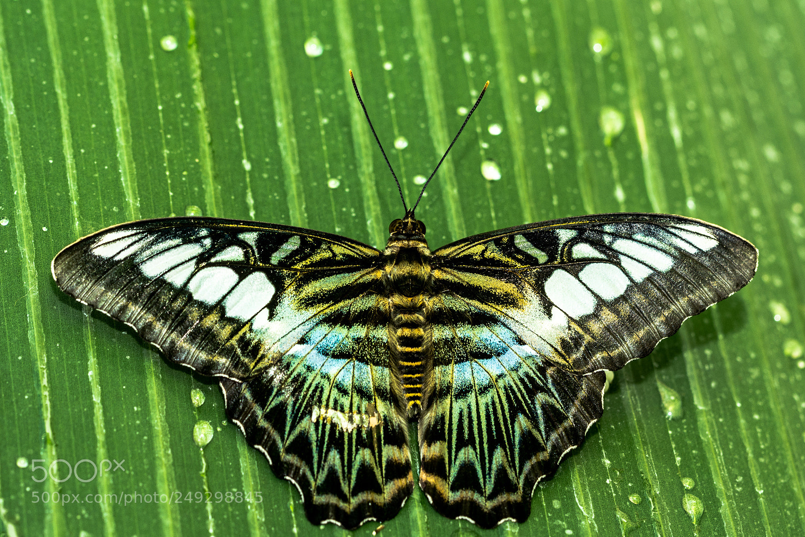 Nikon D7100 sample photo. Batterfly photography