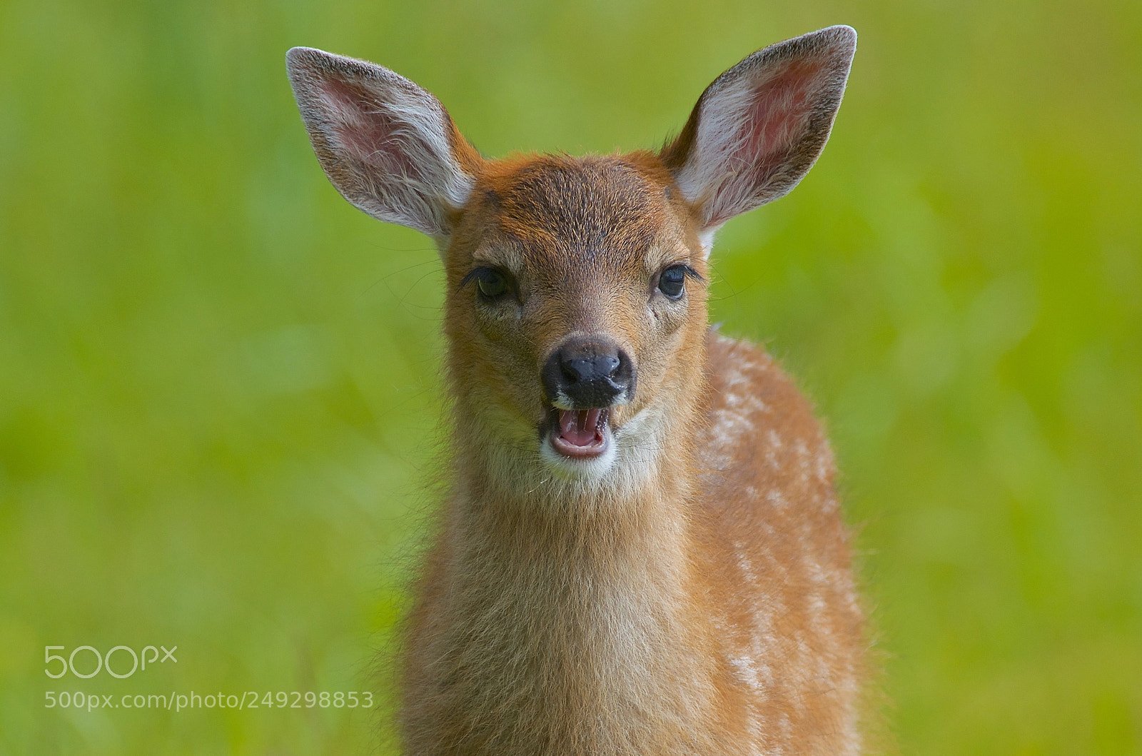 Nikon D7000 sample photo. Sitka fawn photography