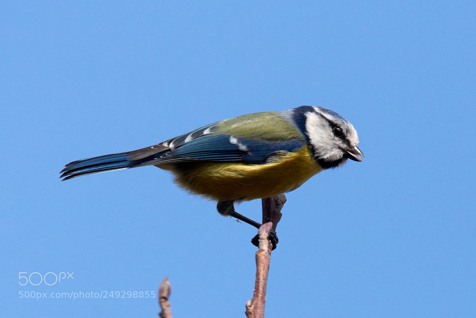 Nikon D7200 sample photo. Blaumeise photography