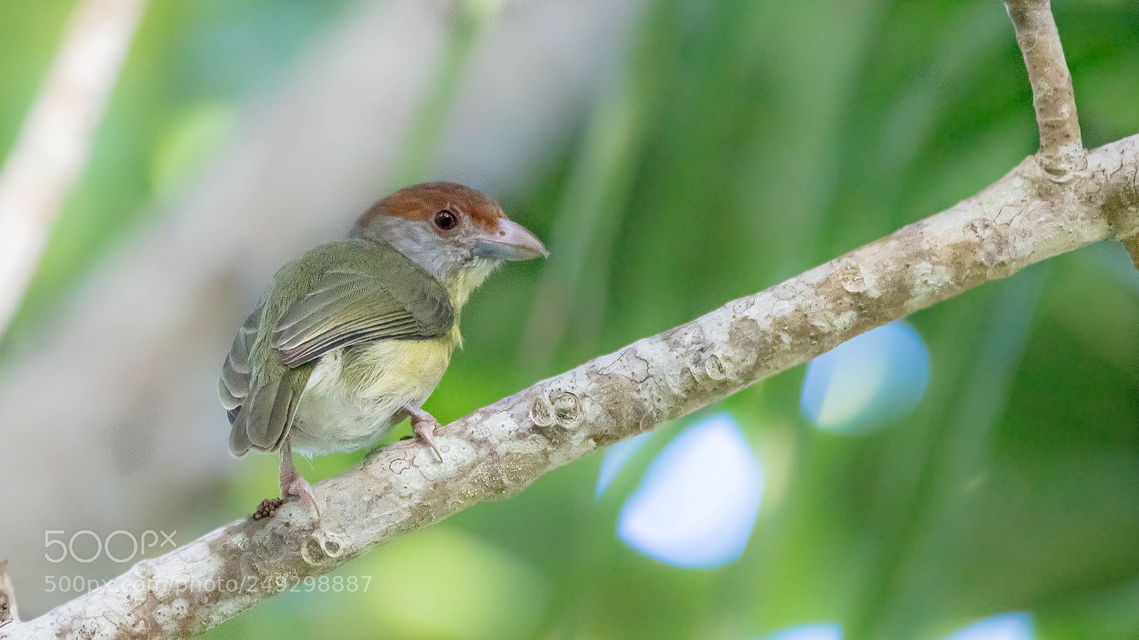 Canon EOS 5DS sample photo. Rufous-browed peppershrike photography