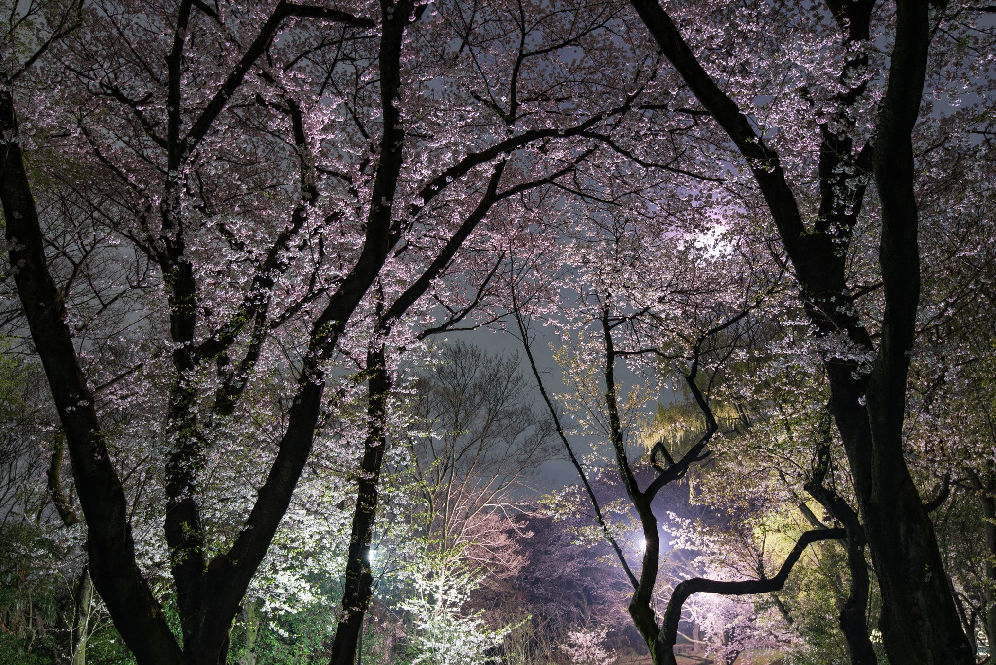 Nikon D810A sample photo. Night cherry blossom forest photography