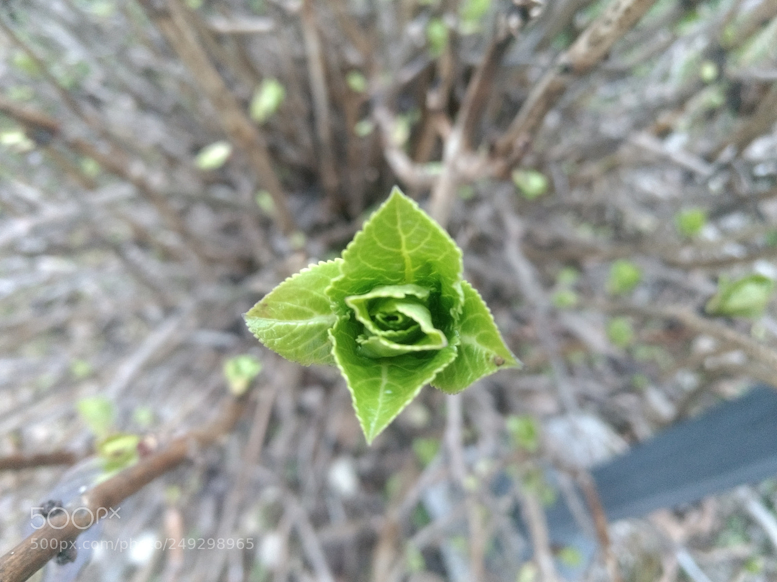 Motorola Moto G (4) sample photo. Alone - sikkim, india photography