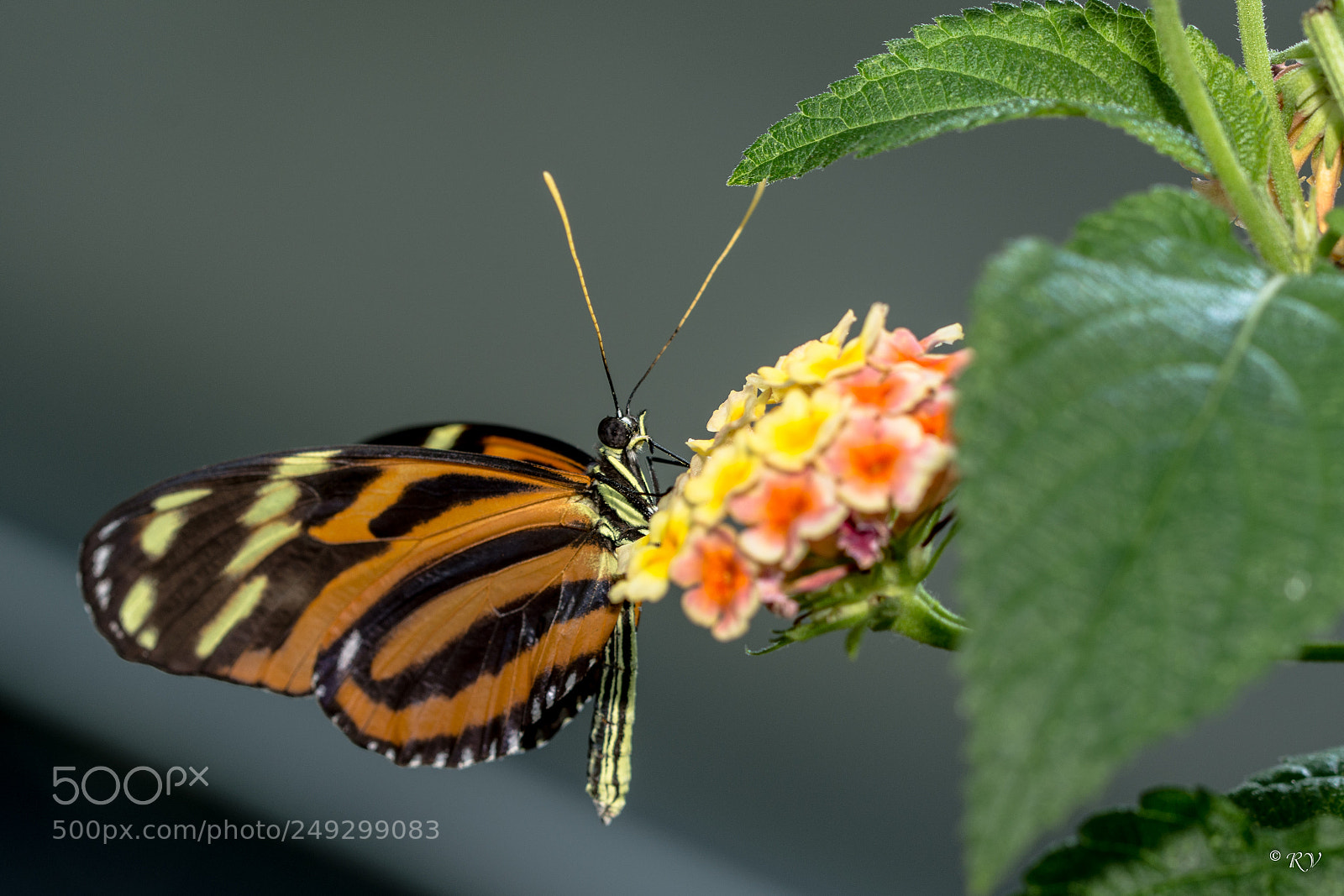 Nikon D7100 sample photo. Batterfly photography