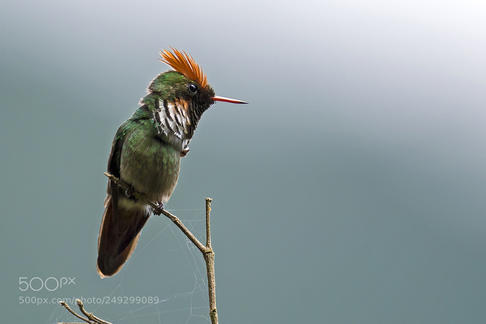 Nikon D5 sample photo. Frilled coquette photography