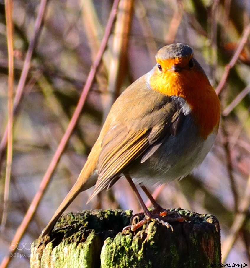 Nikon D3100 sample photo. Robin keeps an eye photography