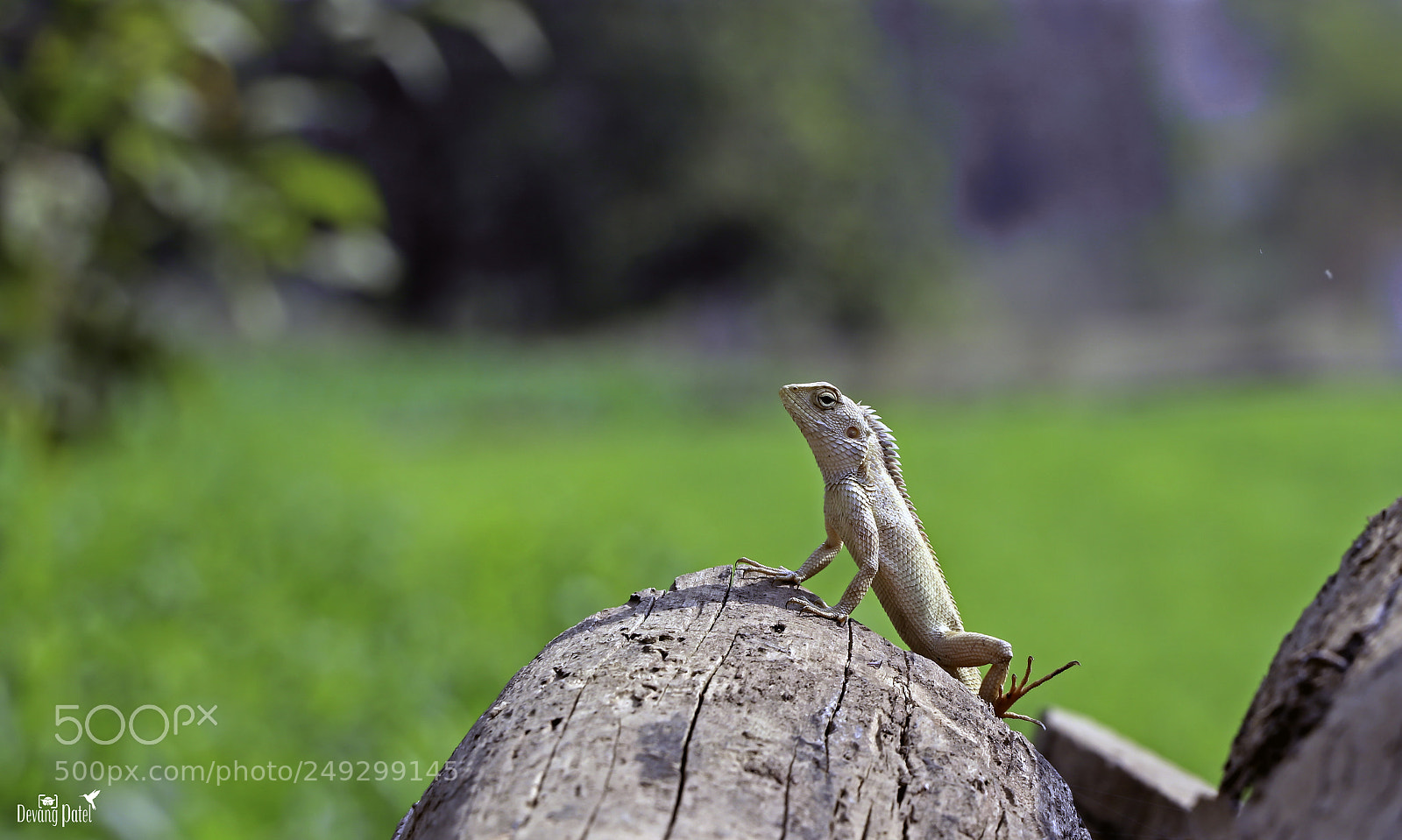 Canon EOS 80D sample photo. Chameleon photography