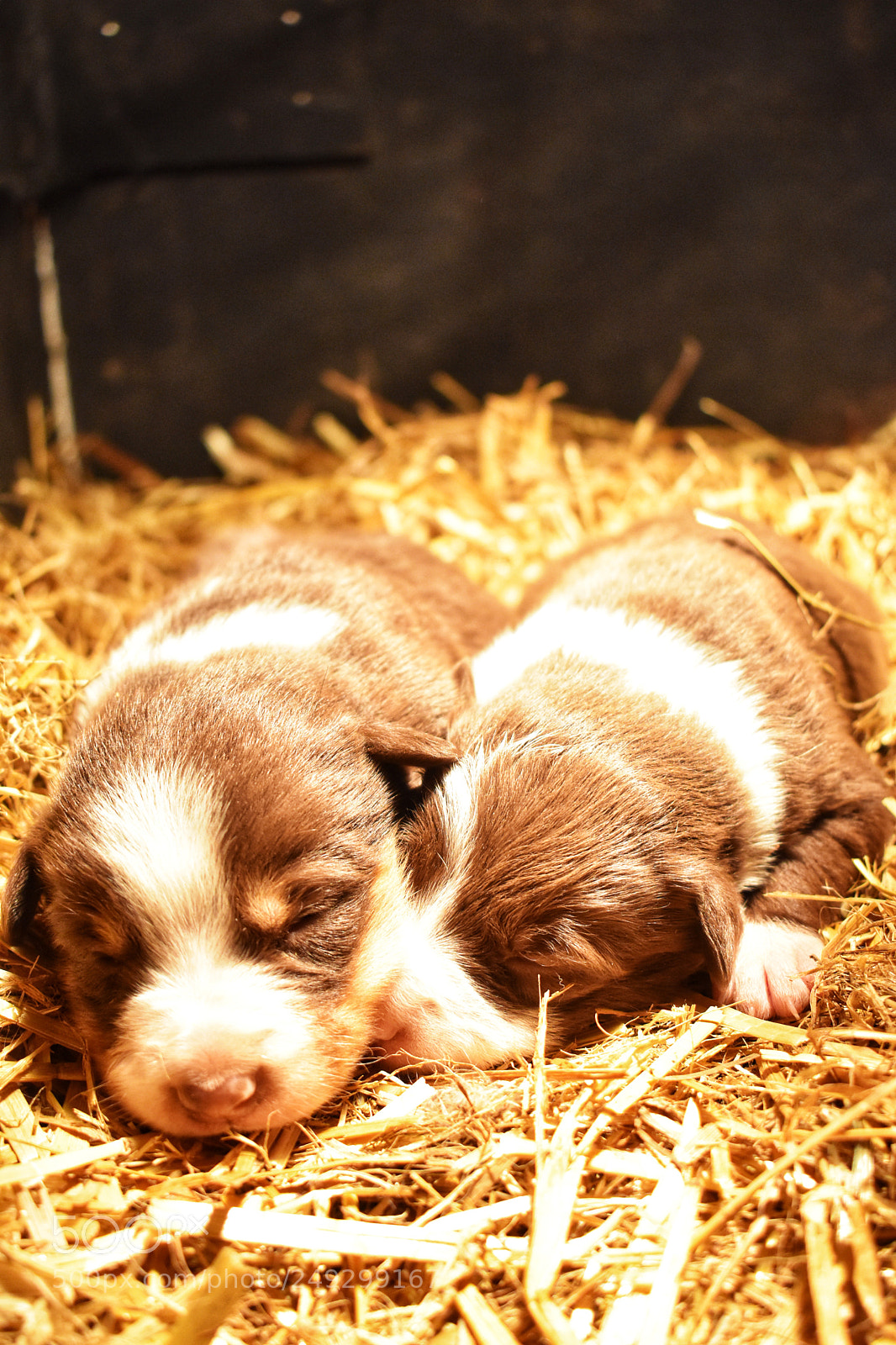 Nikon D5600 sample photo. Pups photography