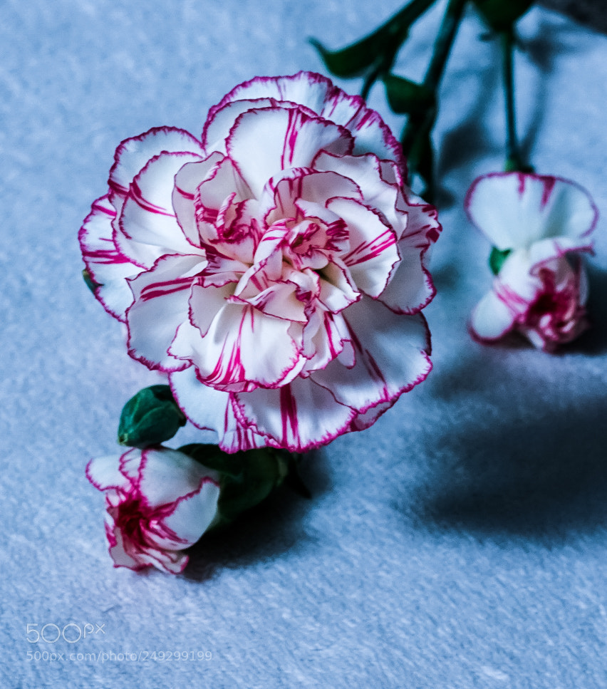 Sony a7 II sample photo. Carnation photography