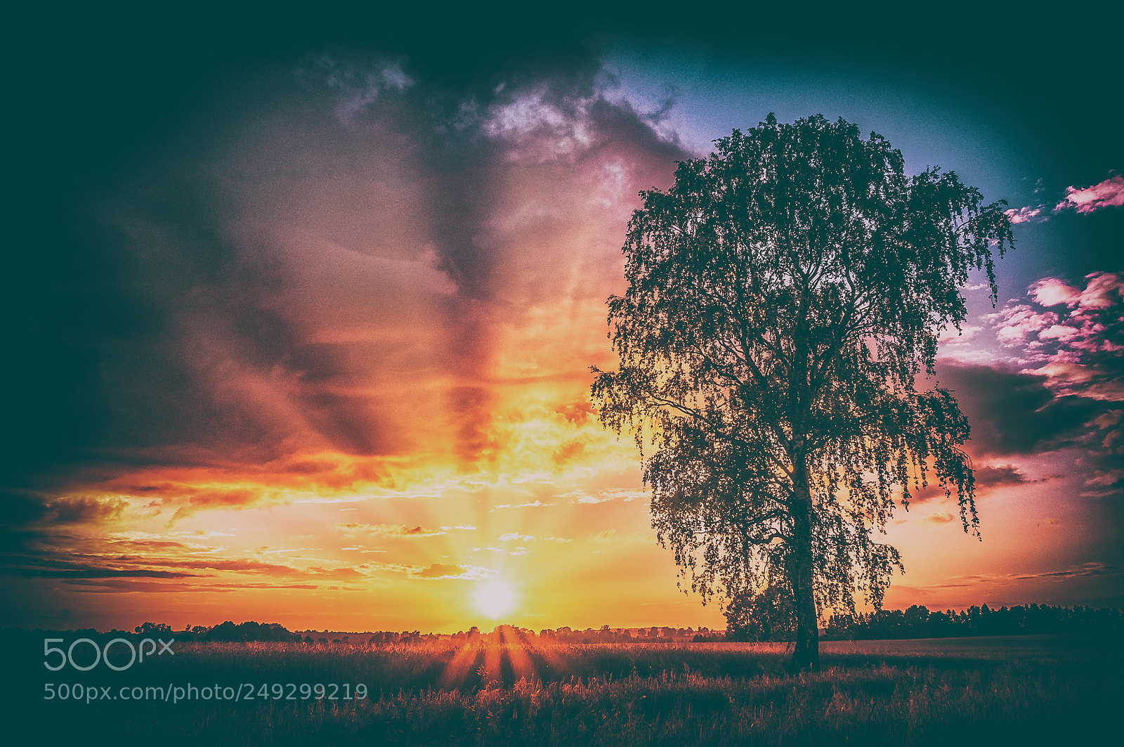 Nikon D300S sample photo. Lonely tree photography