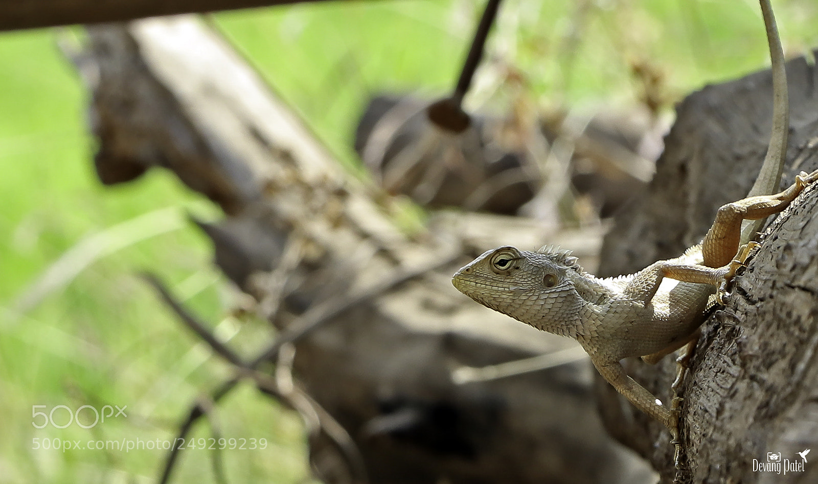 Canon EOS 80D sample photo. Chameleon photography
