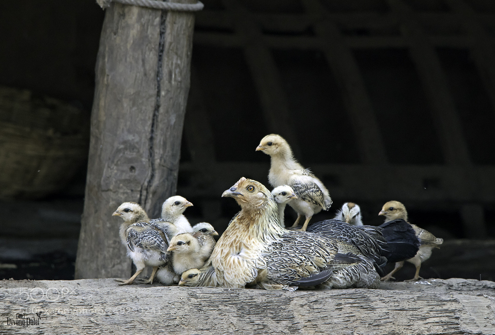 Canon EOS 80D sample photo. Chickens photography
