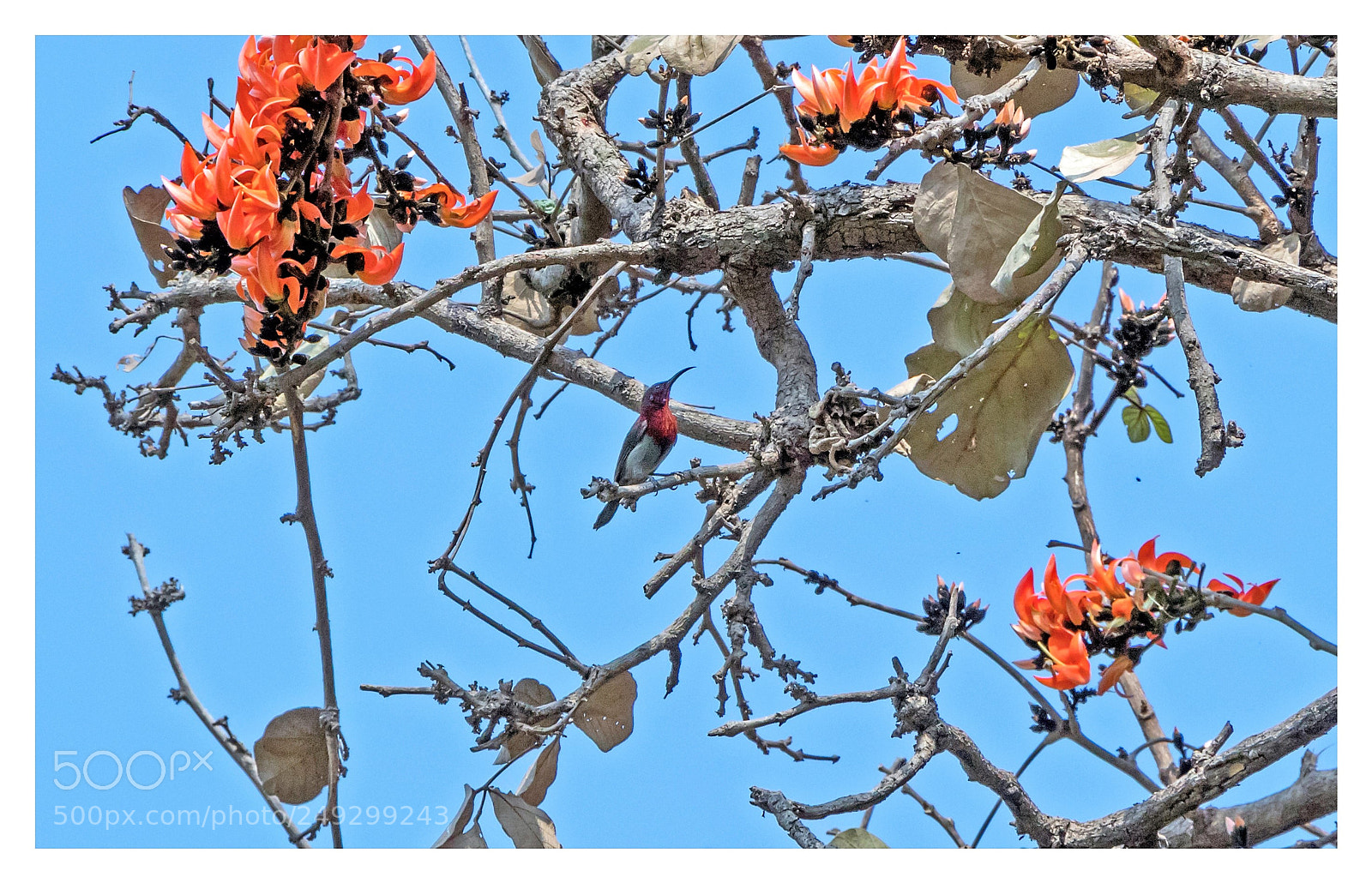 Canon EOS 80D sample photo. Crimson sunbird photography