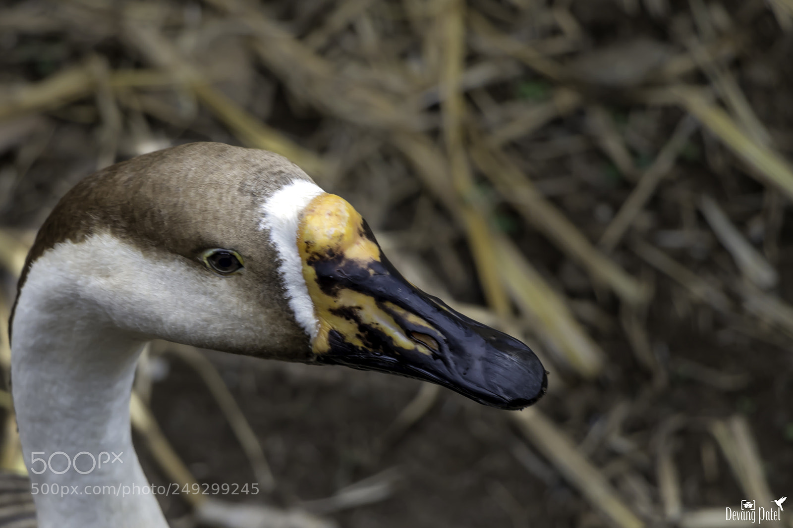 Canon EOS 80D sample photo. Duck photography