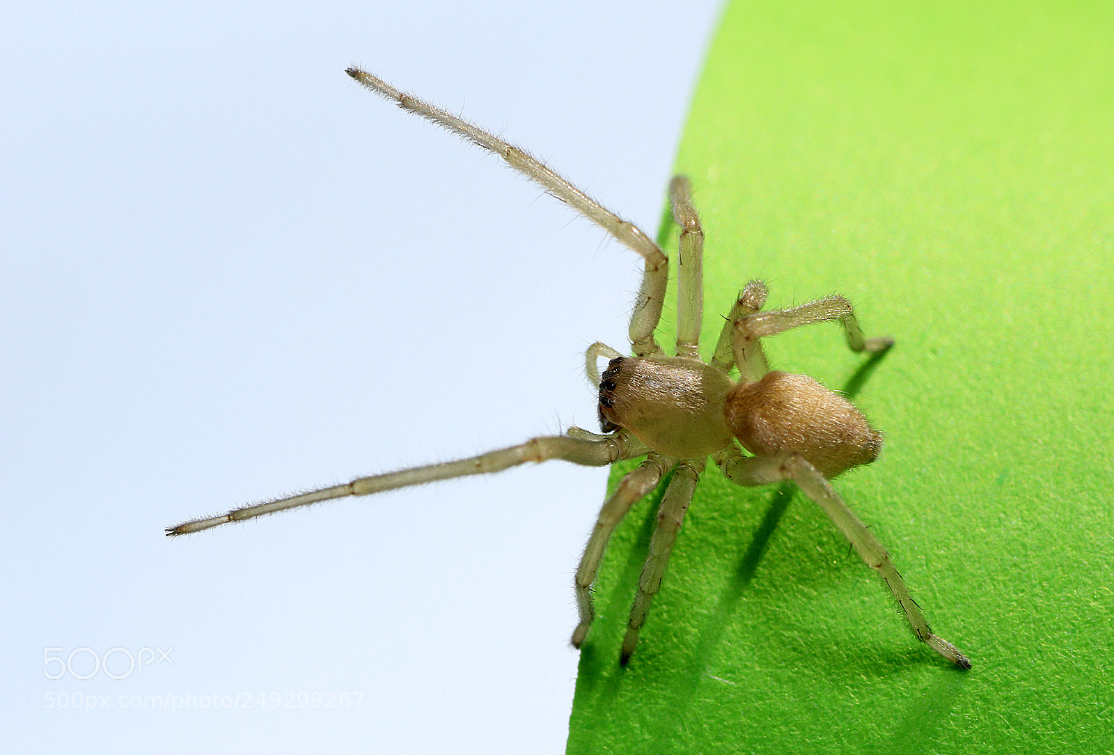 Canon EOS 60D sample photo. Spider photography