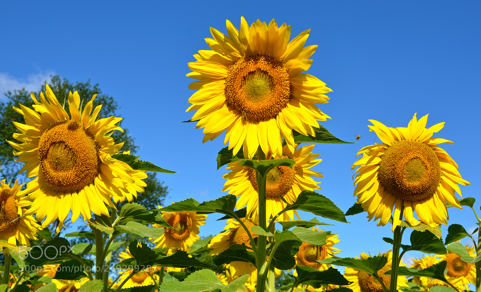 Nikon D7000 sample photo. Dreaming of summer photography