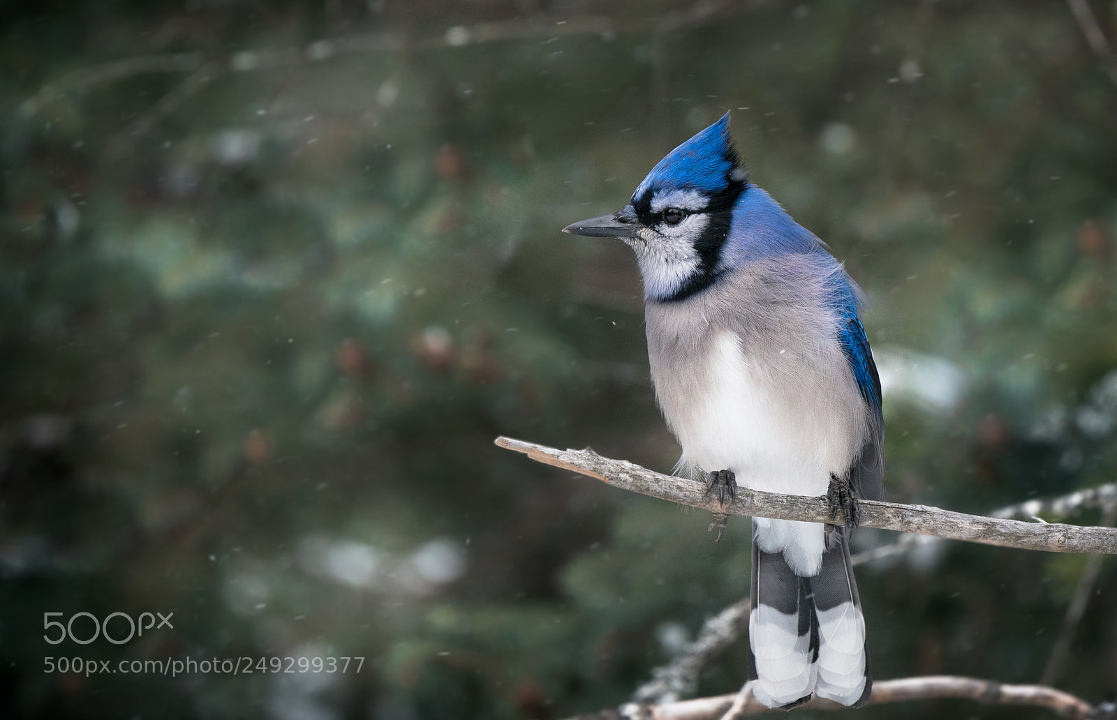 Sony a7R II sample photo. Blue jay in the photography