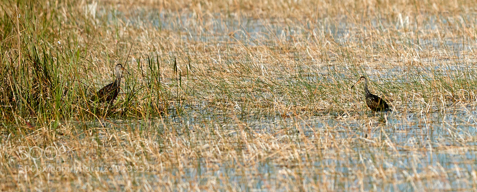 Canon EOS-1D X Mark II sample photo. 03-14-18-0007483.jpg photography