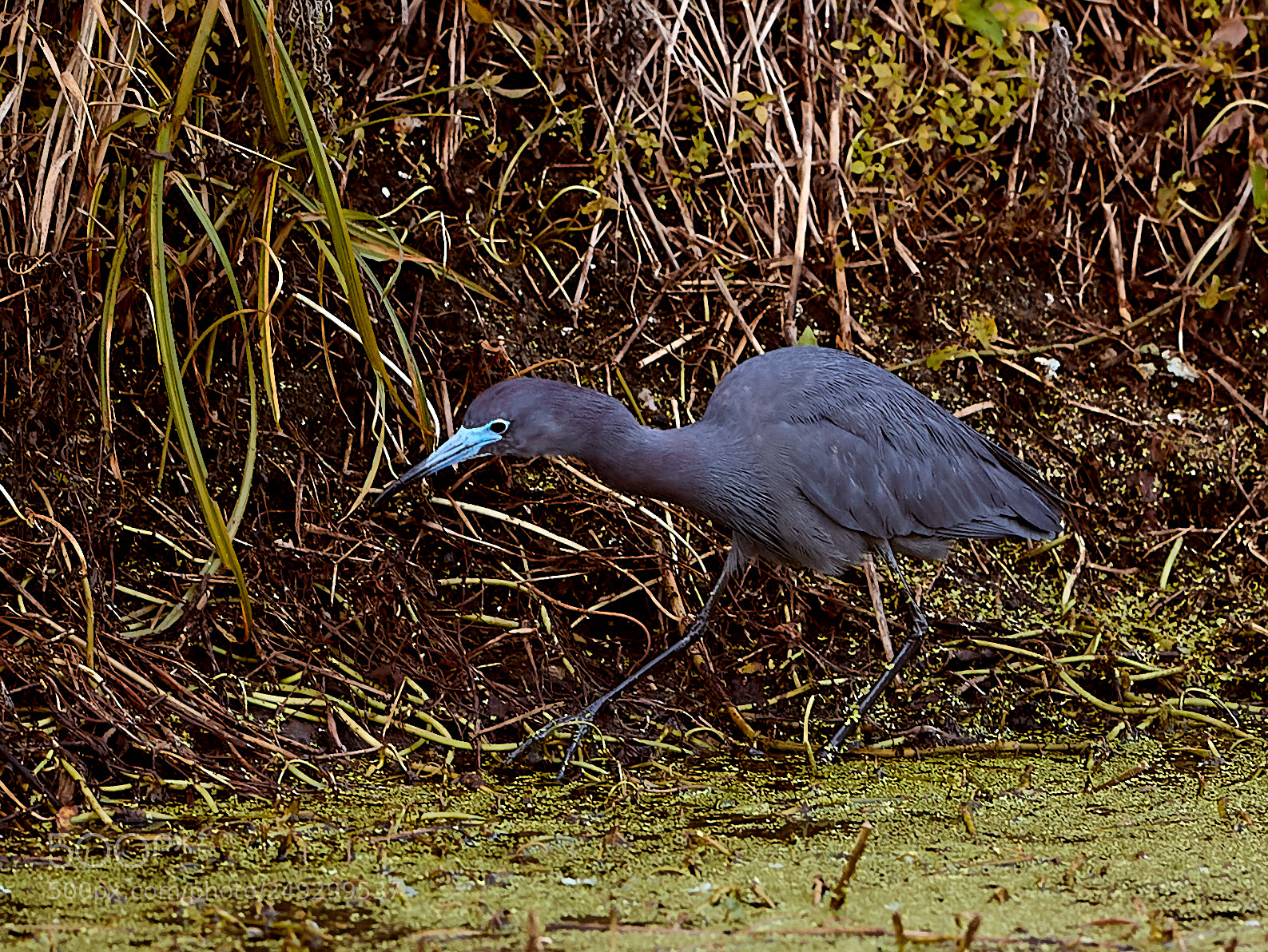 Canon EOS-1D X Mark II sample photo. 03-14-18-0007625.jpg photography