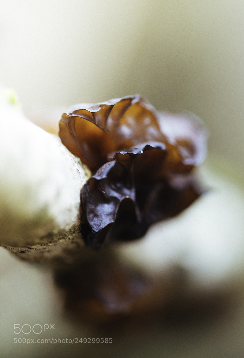 Nikon D600 sample photo. 180314 photography