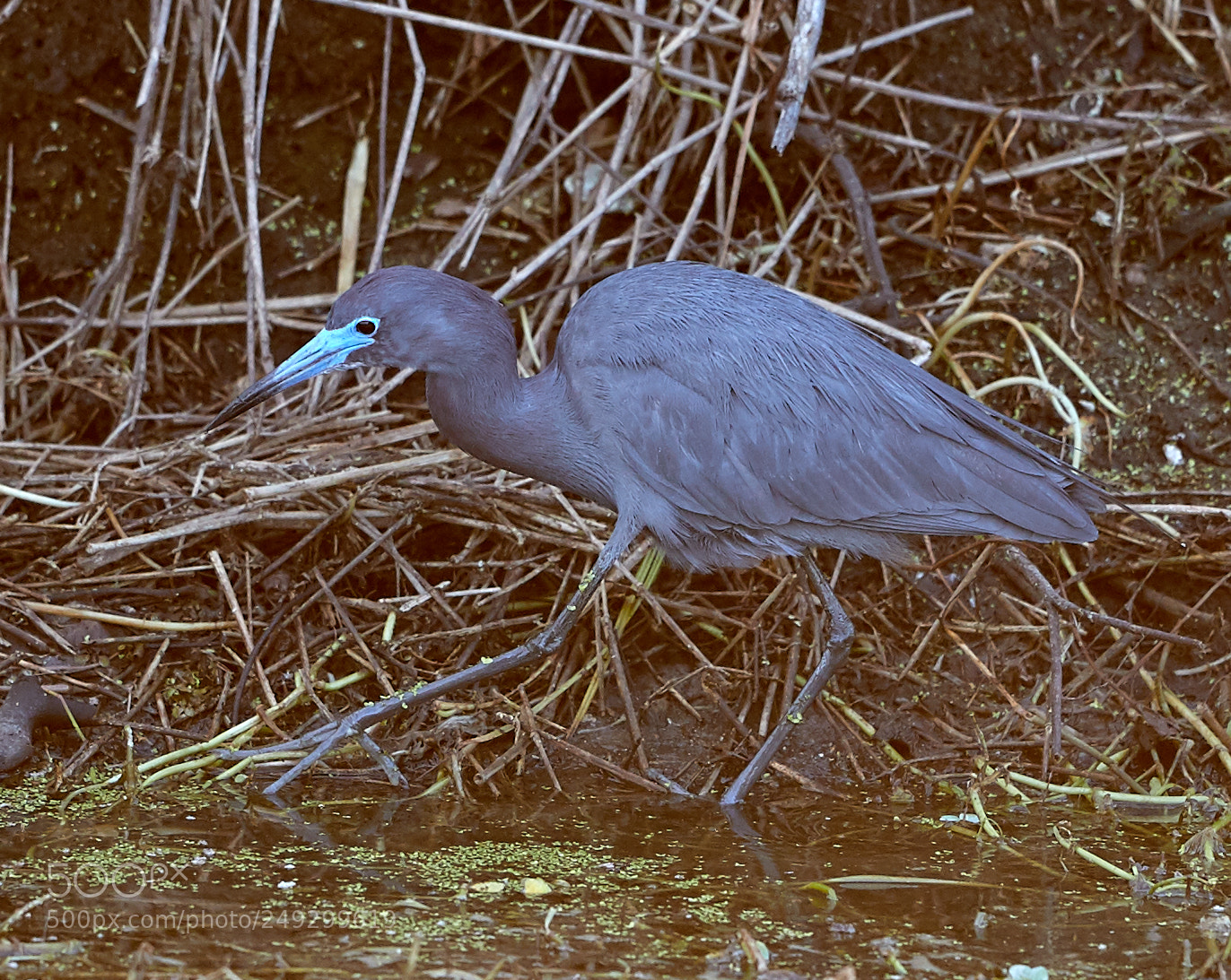 Canon EOS-1D X Mark II sample photo. 03-14-18-0007618.jpg photography