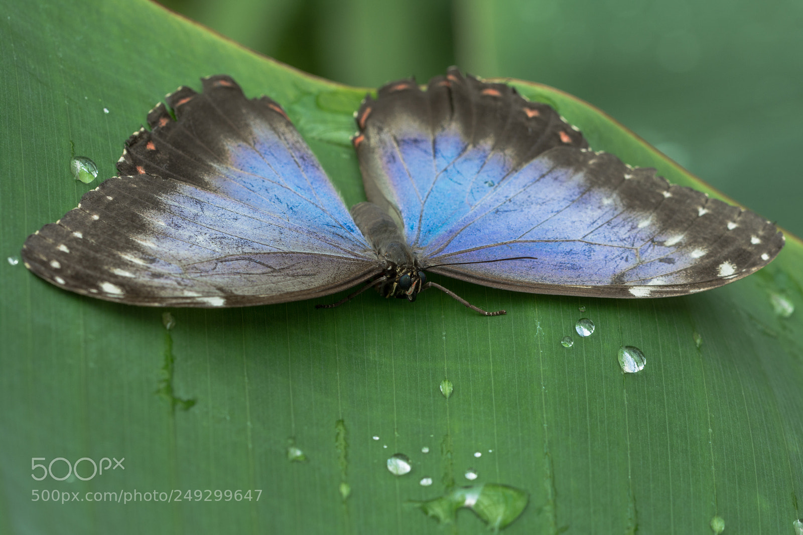 Nikon D7100 sample photo. Batterfly photography