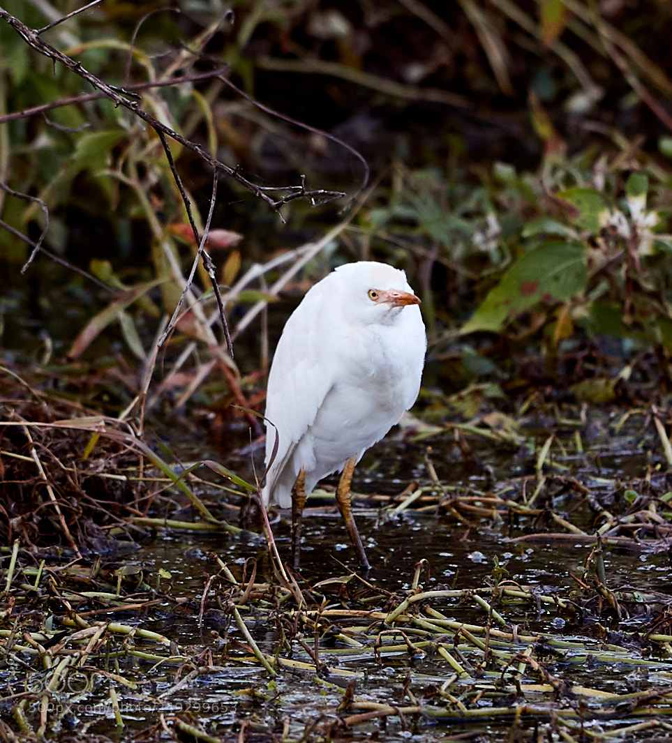 Canon EOS-1D X Mark II sample photo. 03-14-18-0007616.jpg photography