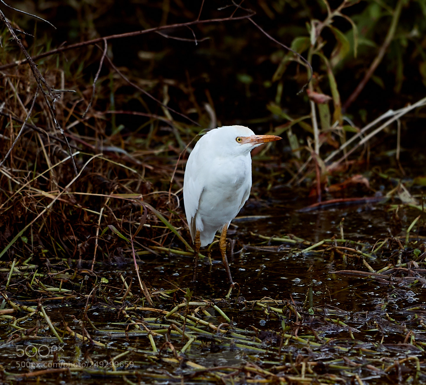 Canon EOS-1D X Mark II sample photo. 03-14-18-0007611.jpg photography