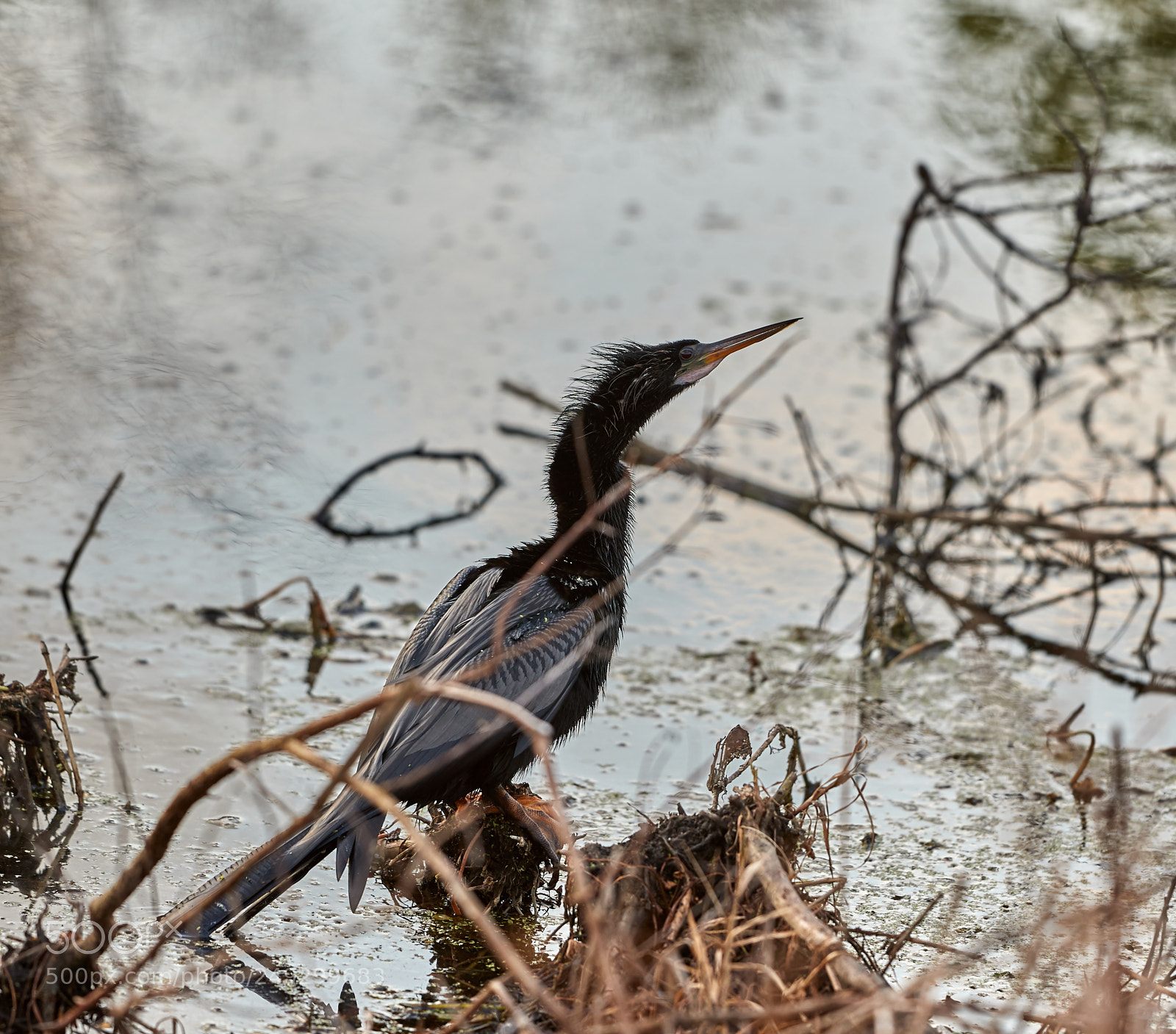 Canon EOS-1D X Mark II sample photo. 03-14-18-0007606.jpg photography