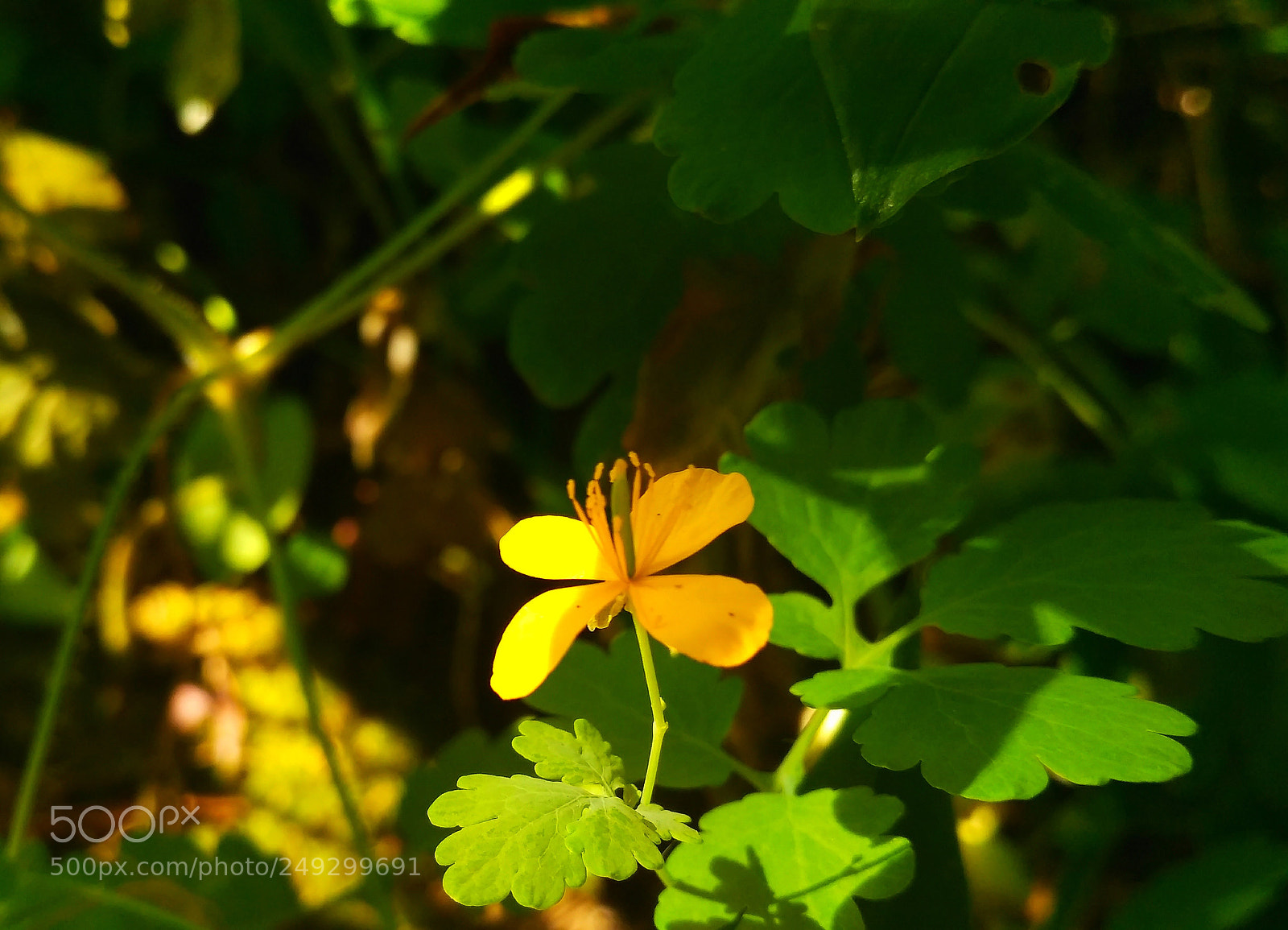 Xiaomi Redmi 3S sample photo. Untitled photography