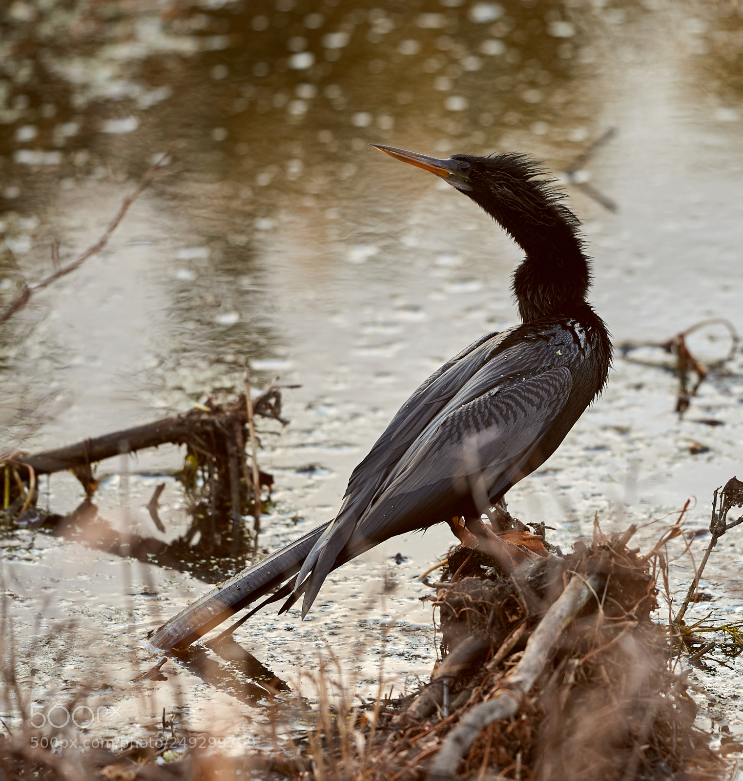 Canon EOS-1D X Mark II sample photo. 03-14-18-0007602.jpg photography