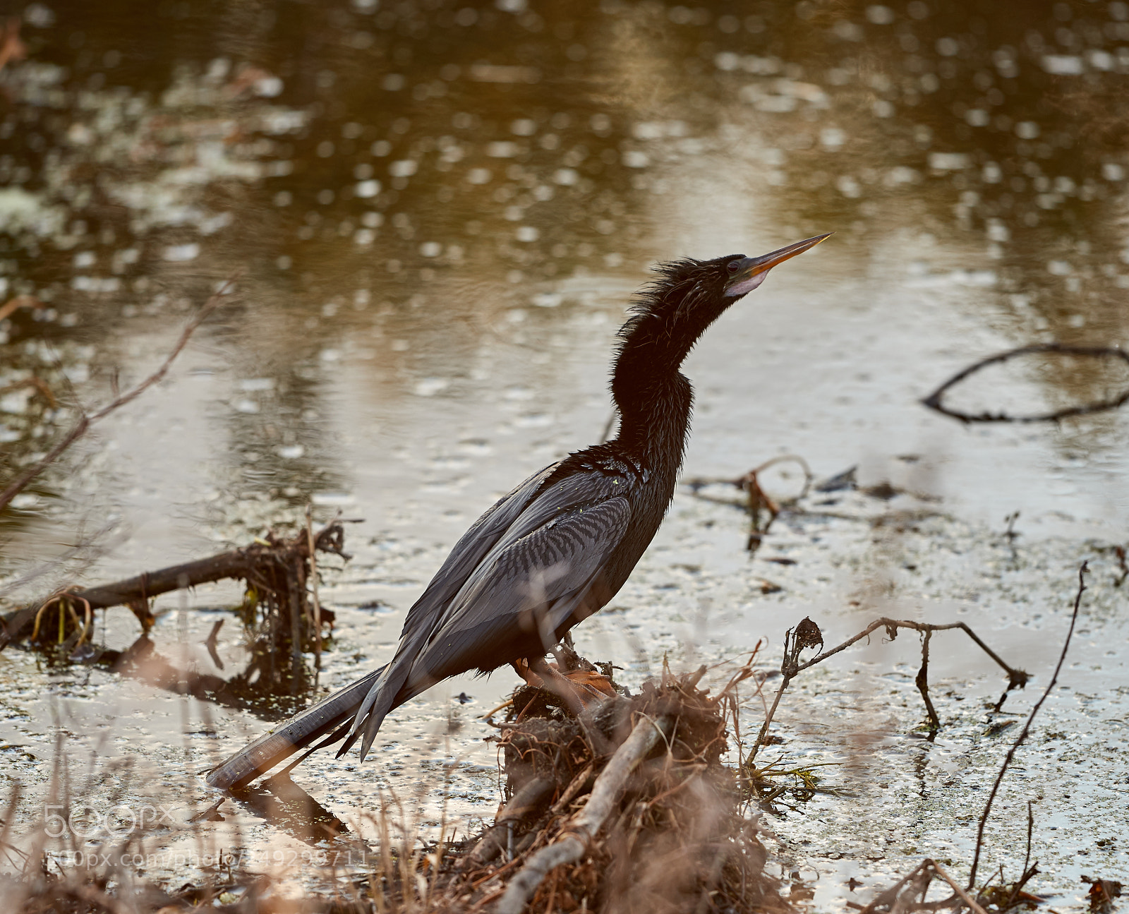 Canon EOS-1D X Mark II sample photo. 03-14-18-0007601.jpg photography
