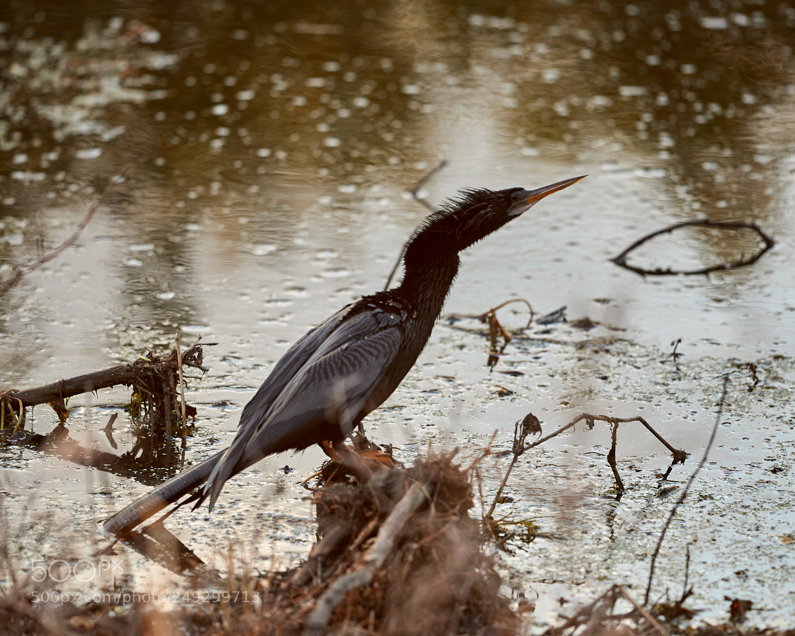 Canon EOS-1D X Mark II sample photo. 03-14-18-0007600.jpg photography