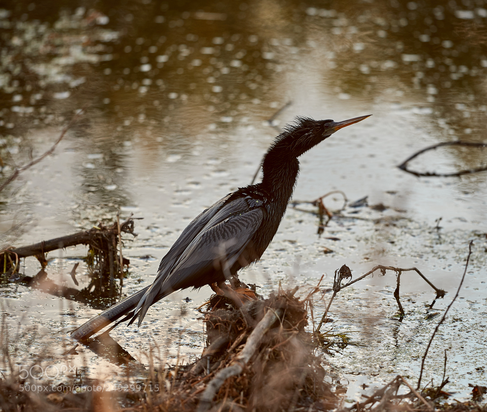 Canon EOS-1D X Mark II sample photo. 03-14-18-0007599.jpg photography