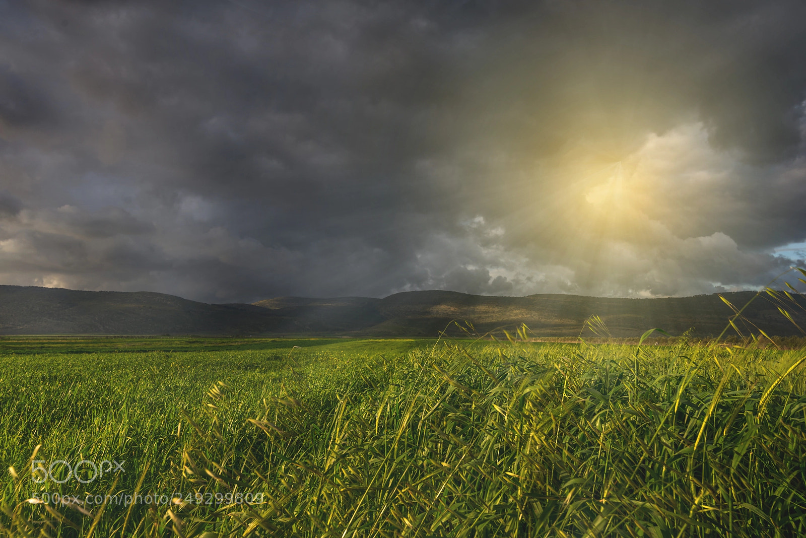 Nikon D610 sample photo. Sun photography