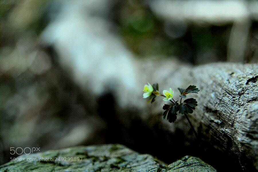 Nikon D800 sample photo. A strong alliance. photography