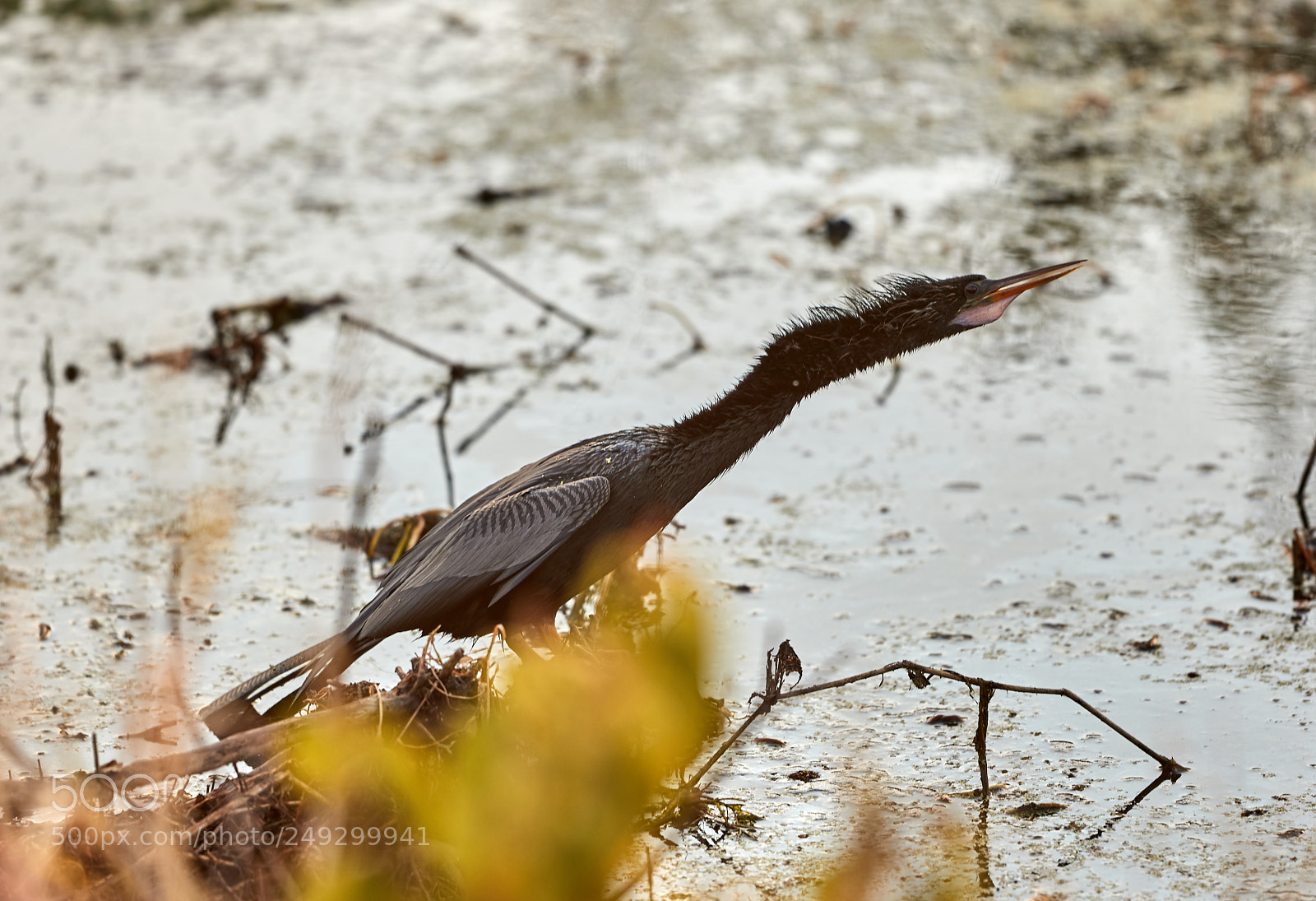 Canon EOS-1D X Mark II sample photo. 03-14-18-0007597.jpg photography