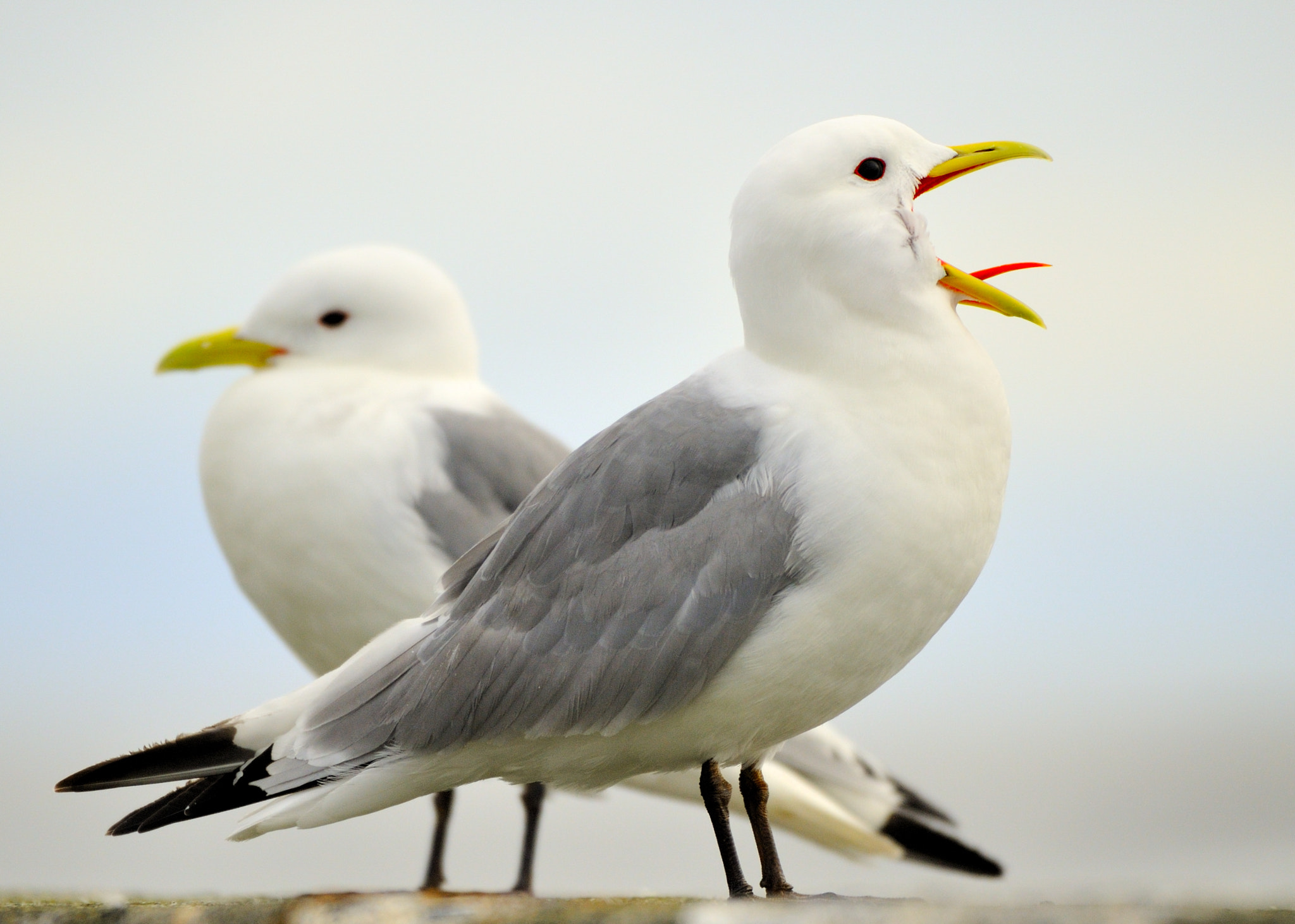 Sigma 120-400mm F4.5-5.6 DG OS HSM sample photo. She with him photography