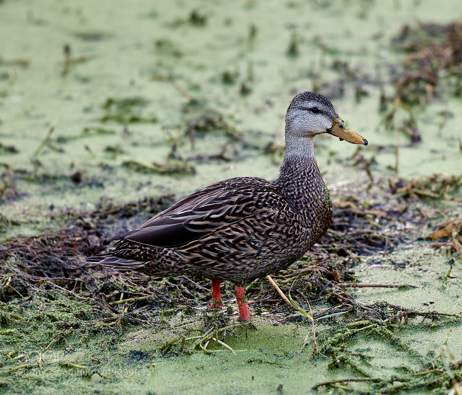 Canon EOS-1D X Mark II sample photo. 03-14-18-0007591.jpg photography